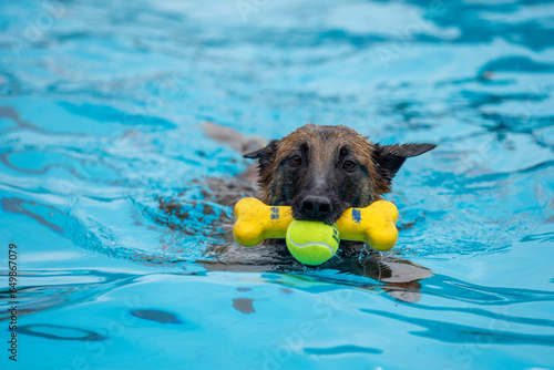 german shepherd dog in water with toys
