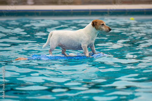 Photography jack russell terrier on a surfing plank in the swimming pool