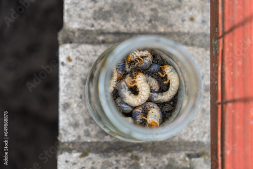 May-beetle larvas in the jar