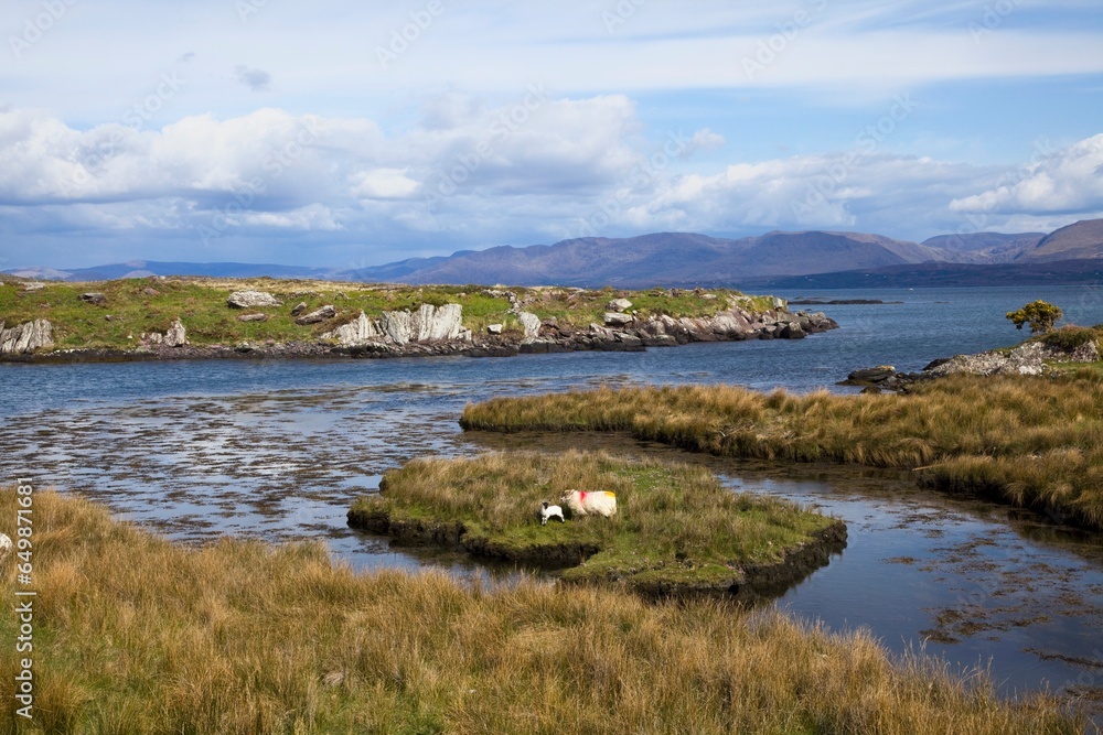Two Cows Grazing On A Small Island On The Coast; Westcove, County Kerry, Ireland