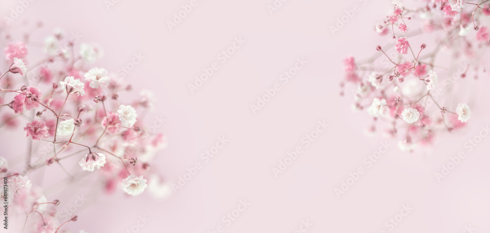 Pink background of branches Gypsophyla flower. Summer or spring floral composition. Flat lay, copy space. Frame for text