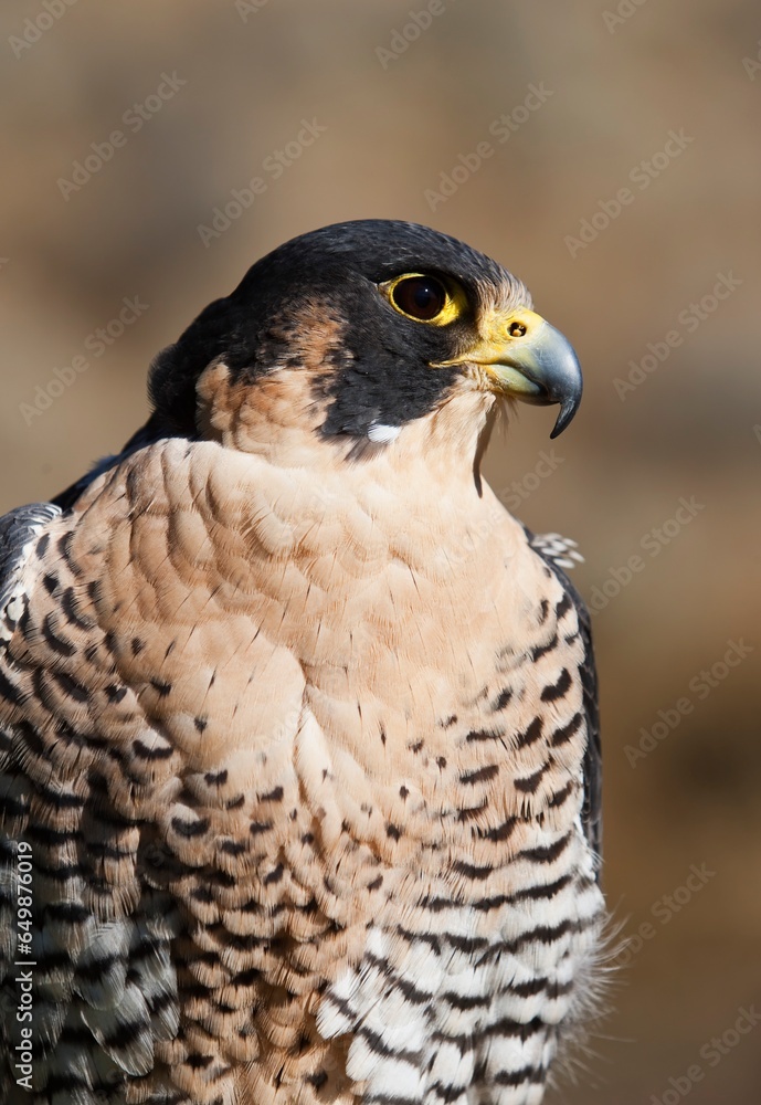 Peregrine Falcon (Falco Peregrinus); Montana, United States Of America Peregrine Falcon (Falco Peregrinus); Montana, United States Of America