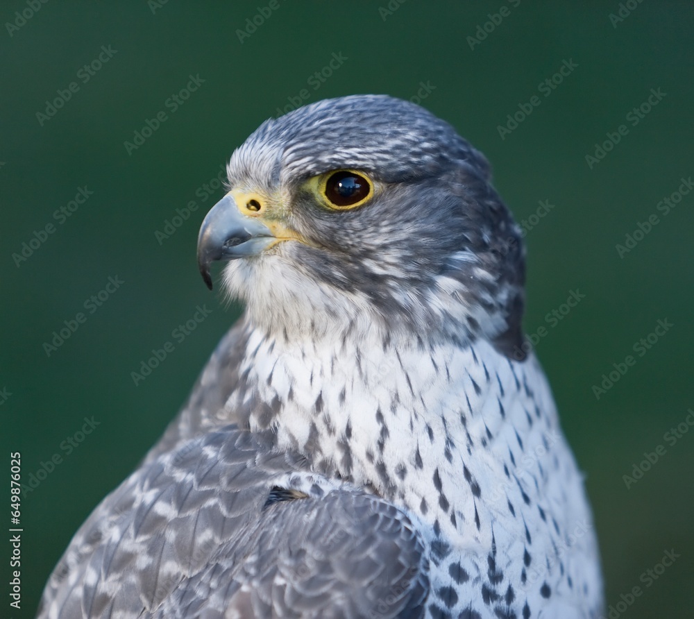 Gyrfalcon (Falco Rusticolus); Alaska, United States Of America Gyrfalcon (Falco Rusticolus); Alaska, United States Of America