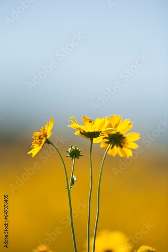 Yellow Flowers Against Soft Background Of Blue Sky And Yellow Flower Field; New Mexico, United States Of America photo