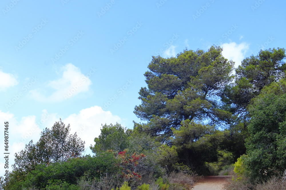 Obraz premium Galilee mountain beautiful landscape.