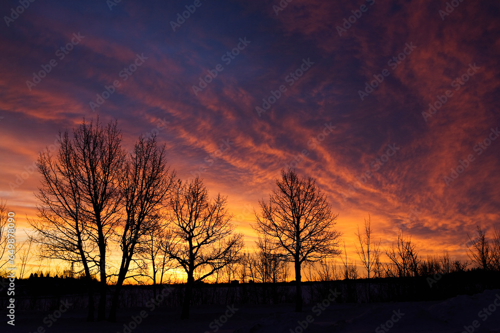 Sunrise With Silhouette Of Winter Trees; Calgary, Alberta, Canada