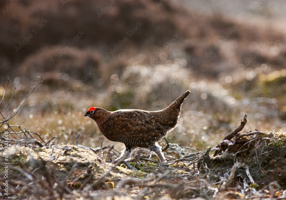 Obraz premium Red Grouse (Lagopus Lagopus Scotica) Walking On The Ground; Yorkshire Dales England