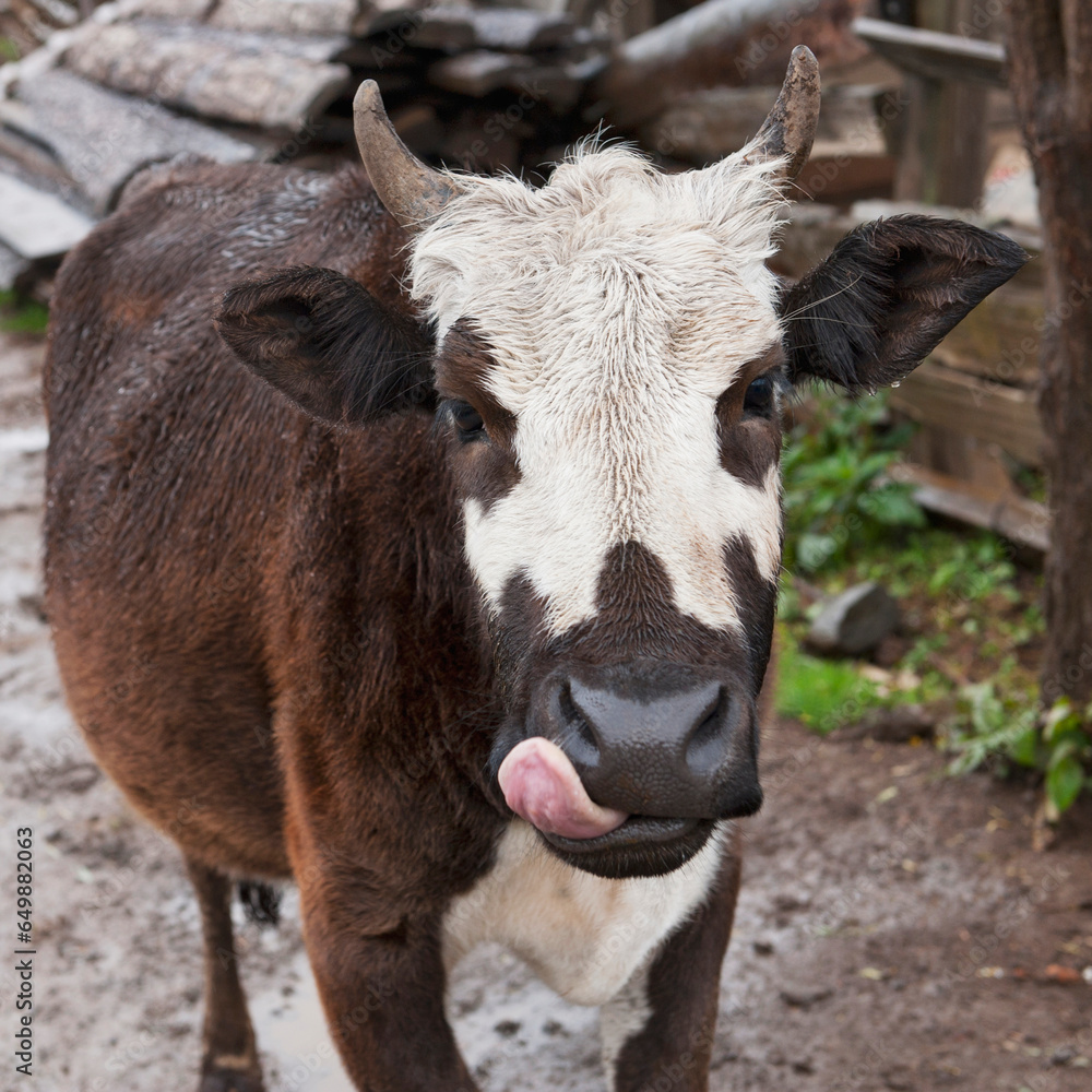 A Cow Licking His Lips; Punakha District Bhutan A Cow Licking His Lips; Punakha District Bhutan