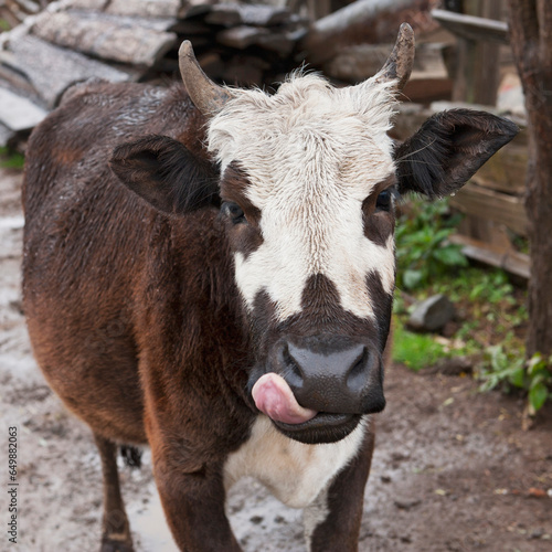 A Cow Licking His Lips; Punakha District Bhutan