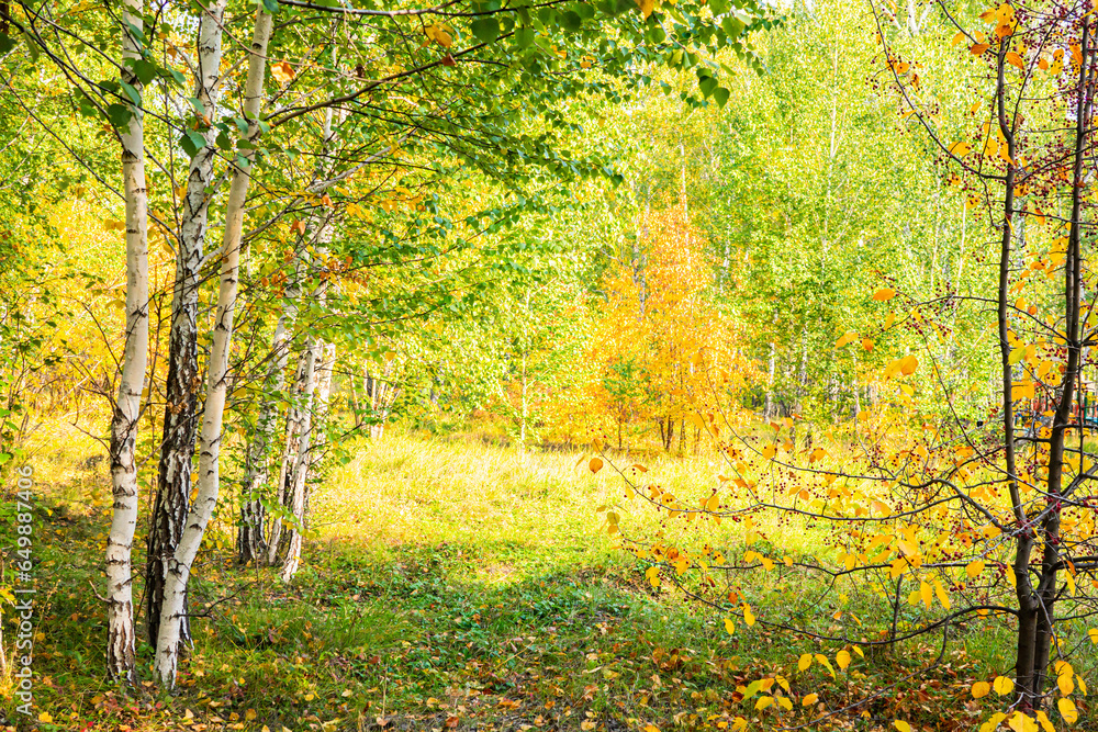 autumn forest, beautiful autumn landscape with yellow leaves on tree branches autumn forest, beautiful autumn landscape with yellow leaves on tree branches