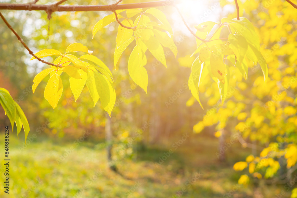 Obraz premium autumn forest, beautiful autumn landscape with yellow leaves on tree branches