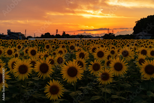 sunflowers at sunset