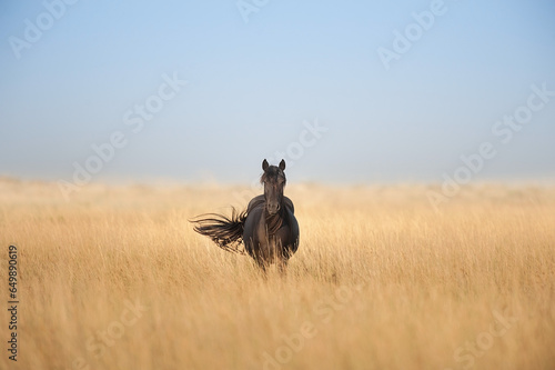 Wild horse on pasture photo