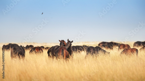 Wild horses on pasture