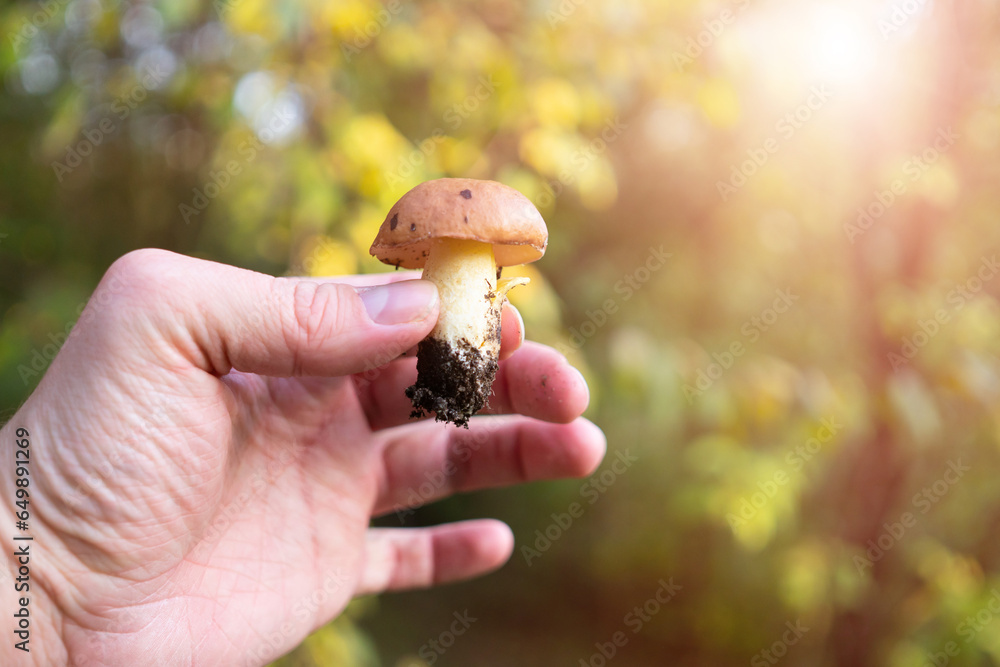 a mushroom picker holds a mushroom in his hand close-up in the autumn forest a mushroom picker holds a mushroom in his hand close-up in the autumn forest
