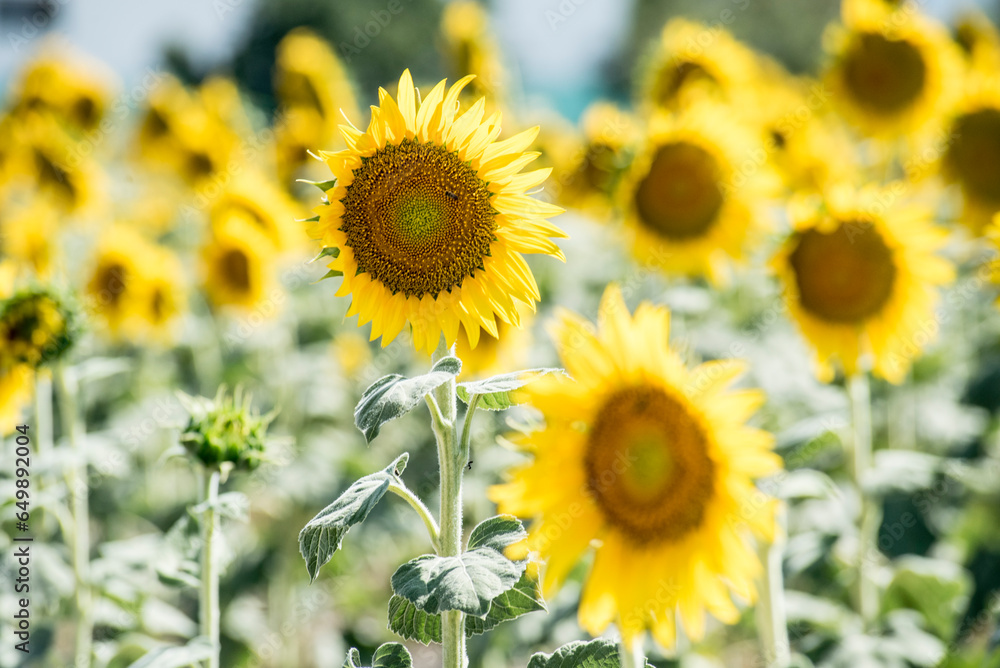 Sunflower flowers looking at the sun Sunflower flowers looking at the sun