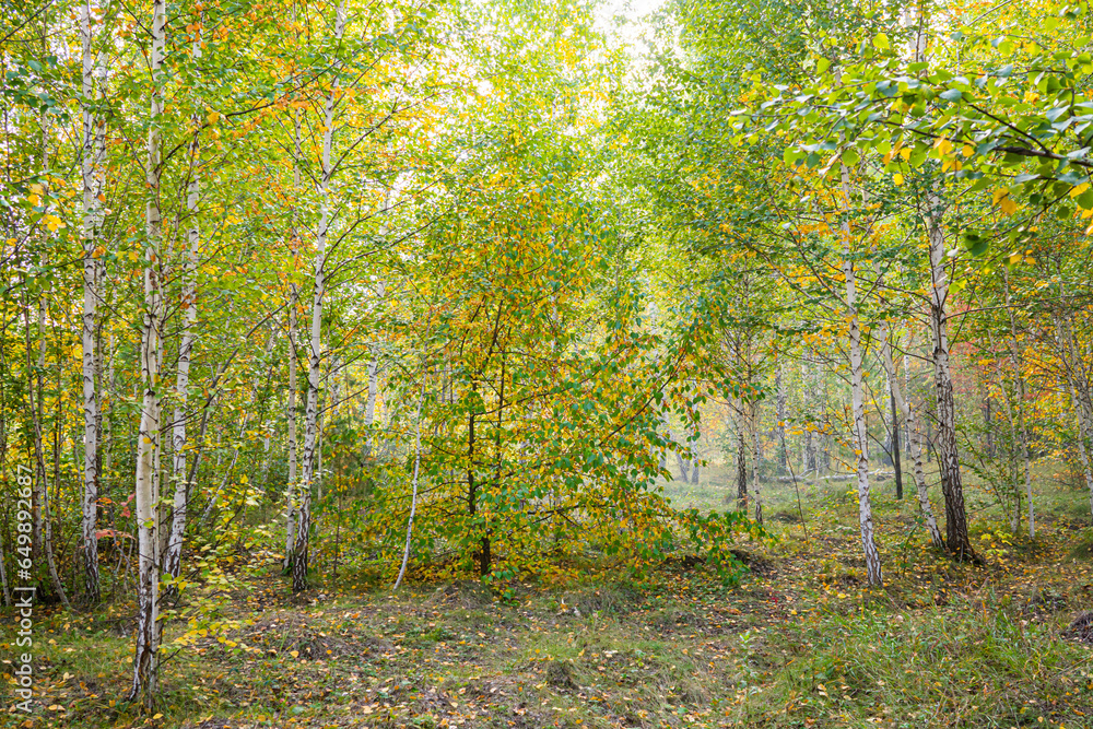 Fototapeta premium autumn forest, beautiful autumn landscape with yellow leaves on tree branches