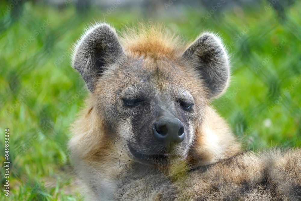 spotted hyena (Crocuta crocuta), also known as the laughing hyena, is a