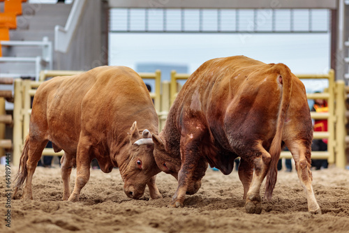 Traditional Korean bullfighting, called Sossaum in Korean, bulls head to head, exhausted and injured photo