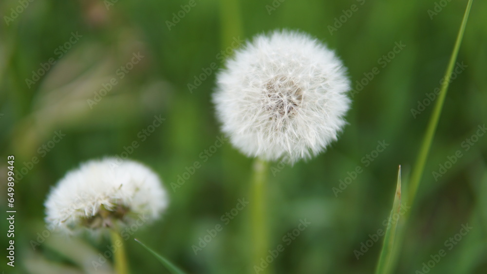 Close-up of a dandelion seedhead Close-up of a dandelion seedhead