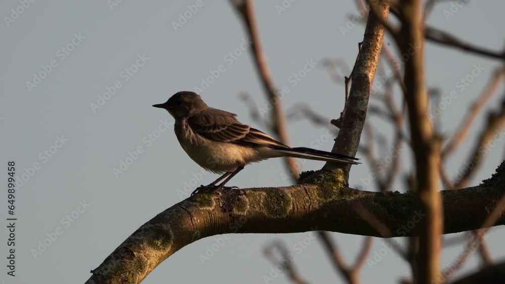 A juvenile white wagtail (Motacilla alba) sitting in a tree in spring. A juvenile white wagtail (Motacilla alba) sitting in a tree in spring.