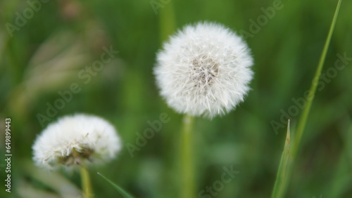 Close-up of a dandelion seedhead