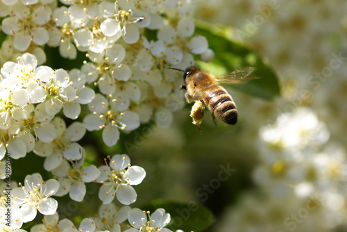 Honey bee with pollen collected hovers by white flowers © stuart