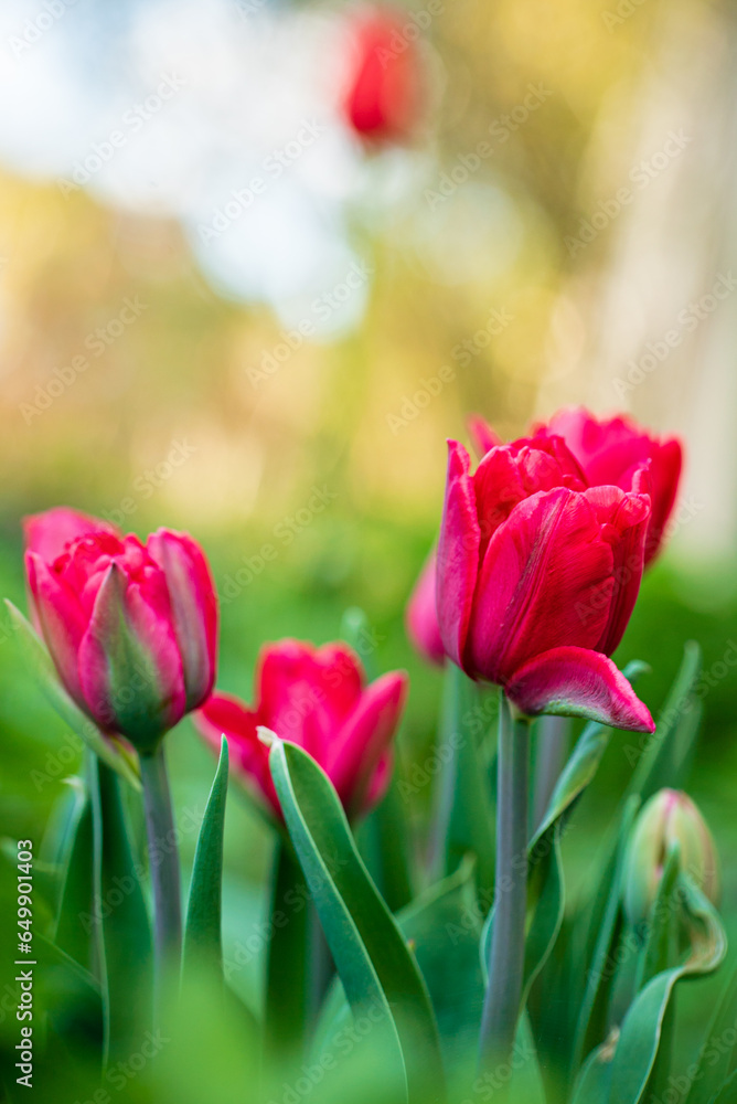 nice tulips in the garden nice tulips in the garden