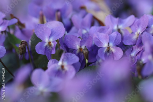 fiori di violetta in primavera photo