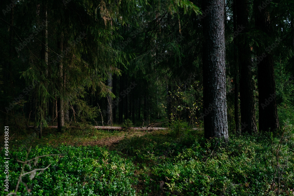 Fototapeta premium Landscape. Mysterious northern forest after sunset on an autumn evening.