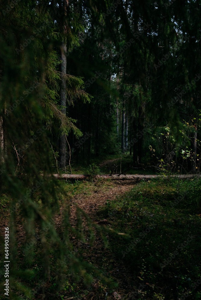 Fototapeta premium Landscape. Mysterious northern forest after sunset on an autumn evening.