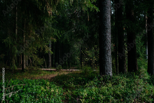 Landscape. Mysterious northern forest after sunset on an autumn evening.