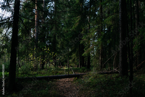 Landscape. Mysterious northern forest after sunset on an autumn evening.