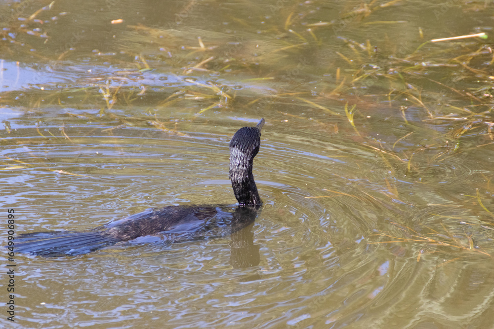 Fototapeta premium Pato nadando