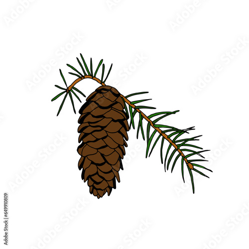 Fir cone on a branch. Vector color illustration in the style of doodles.