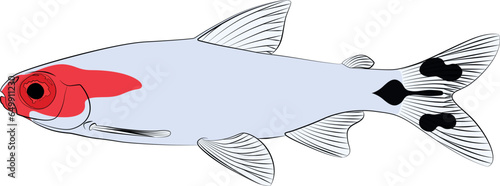 Hemigrammus bleheri, firehead tetra freshwater aquarium tropical fish. Bleher's red headed tetra aquarium fish contour lines hand drawn illustration graphic 