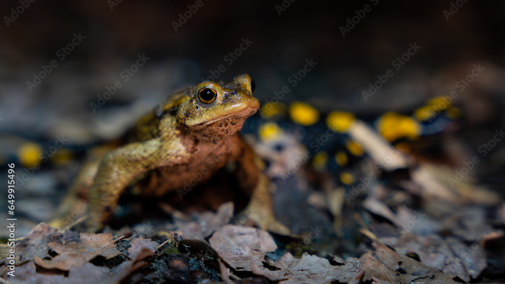 Obraz premium frog on the ground