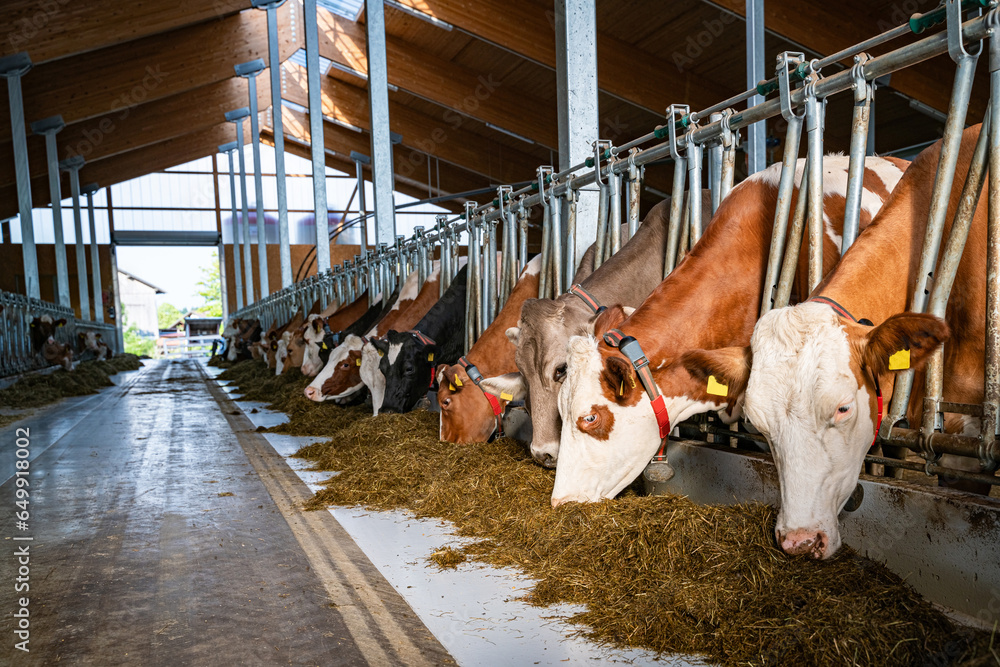 Stallbau - Milchkühe fressen Silage am Futtertisch in einem modernen ...