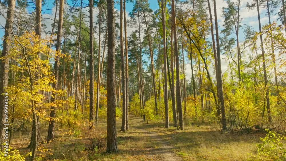 Autumn nature forest view sun sunset morning nature tree Autumn nature forest view sun sunset morning nature tree