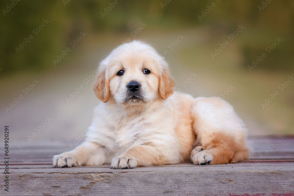 dog puppy newborn golden retriever labrador 1 month on a walk in the park in summer. Small puppies for sale