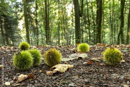 Früchte der Edelkastanie (Castanea sativa) 