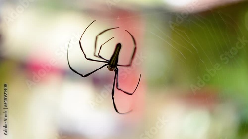 Close up of a spider making a nest using its web. Focus and bokeh of a spider in a cobweb between the walls of a house photo