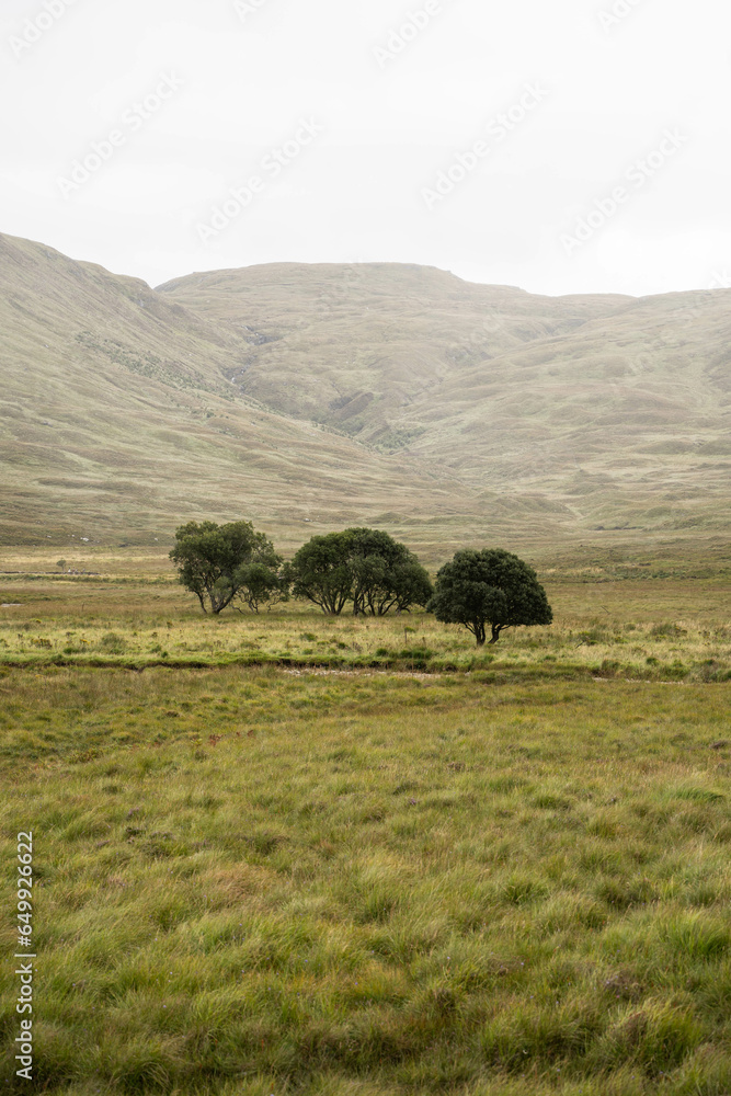 Obraz premium Trees in Scotland