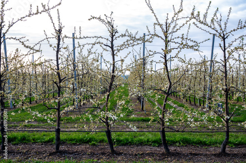 Organic farming in Netherlands, rows of blossoming pear trees on fruit orchards in Zeeland photo