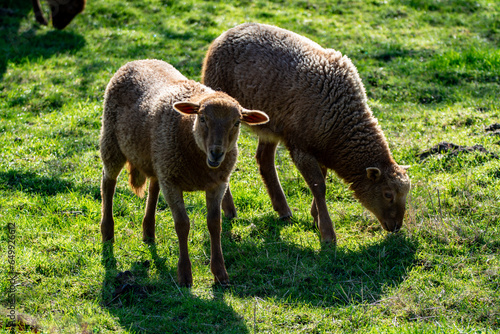 Animal collection, young and old sheeps grazing on green meadows on Haspengouw, Belgium in spring photo