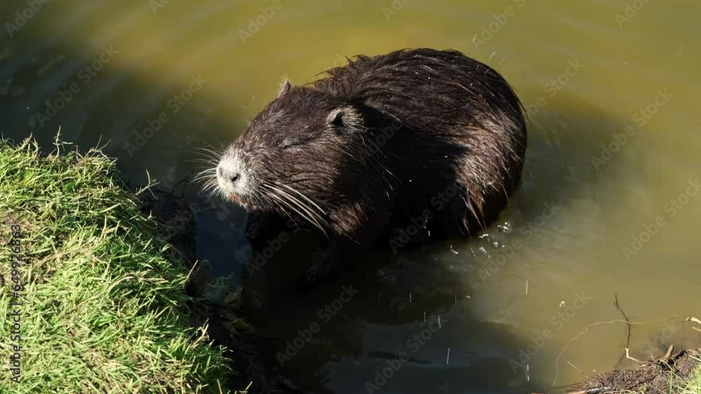 One nutria is sitting in water eating and chewing something and itching. An adult myocastor coypu, an invasive species. Wildlife fauna. Wild animal. One nutria is sitting in water eating and chewing something and itching. An adult myocastor coypu, an invasive species. Wildlife fauna. Wild animal.