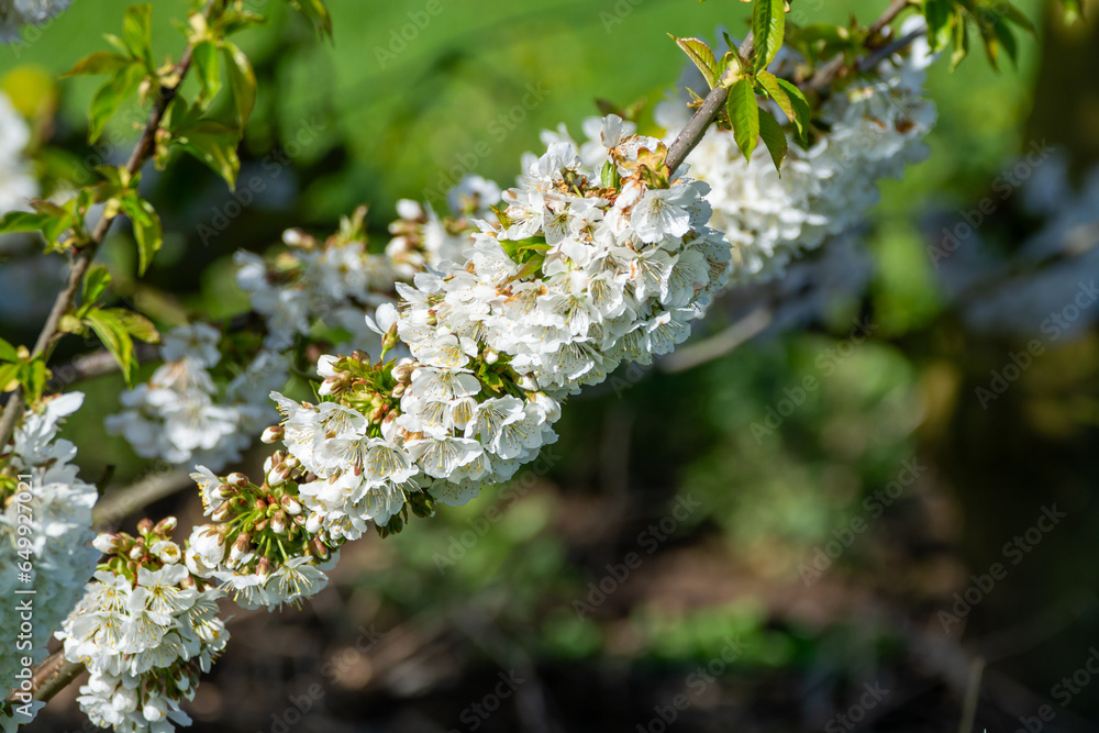 Obraz premium Rows of cherry trees with white blossom in fruit orchard greenhouse with protection sytem from birds in sunny day, Betuwe, Netherlands