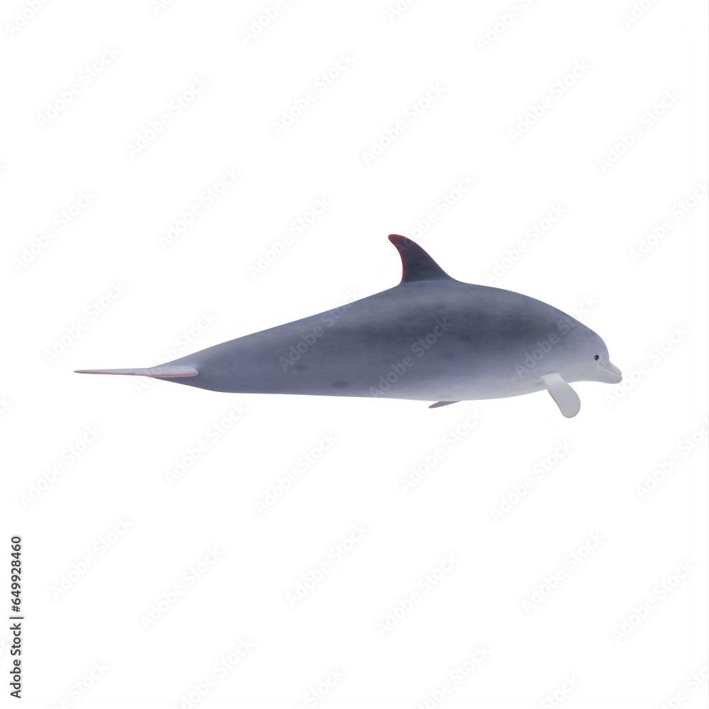 Obraz premium Bottlenose Dolphin