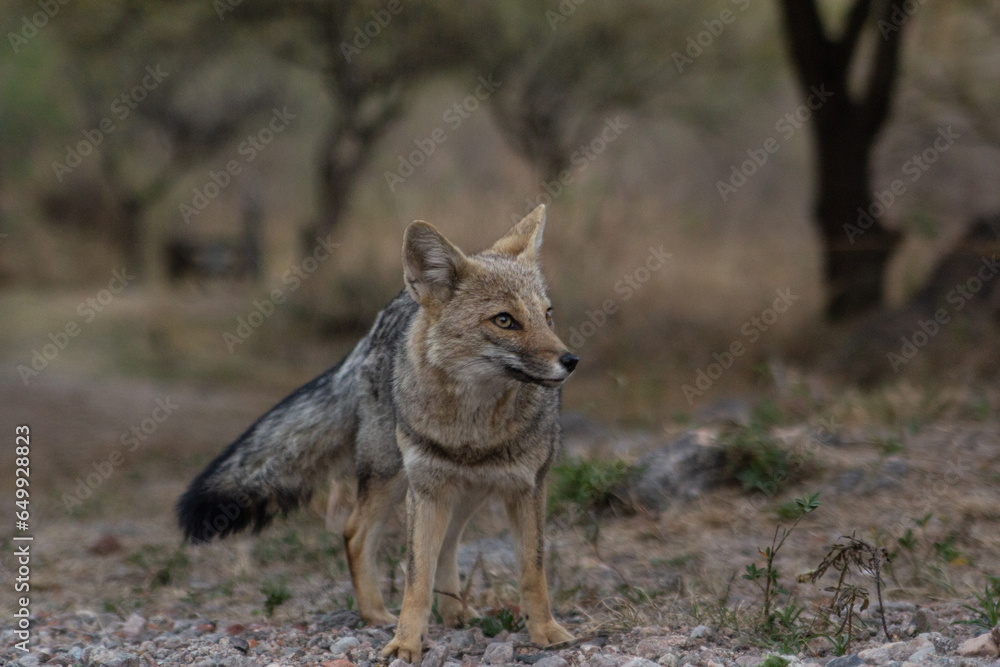 young fox walking on the backyard patio young fox walking on the backyard patio