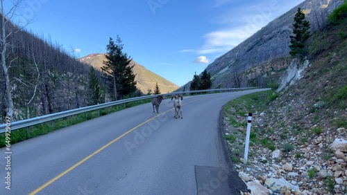 Big Horn Sheep along the roadside at Waterton Lake National Park in Waterton Park, AB Canada. photo